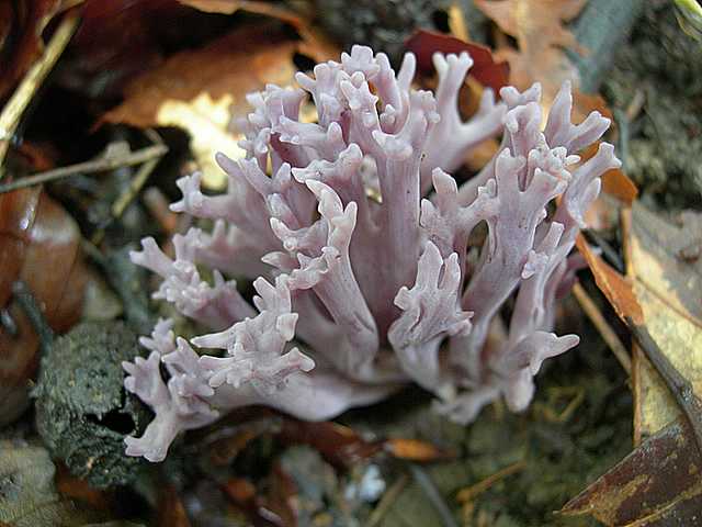 Clavaria   zollingeri    Lv.